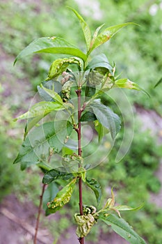 Peach leaf curl,taphrina deformans