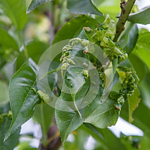 Peach leaf curl,taphrina deformans