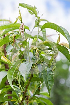 Peach leaf curl,taphrina deformans