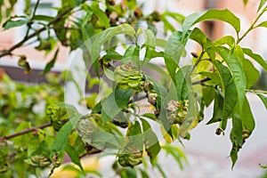 Peach leaf curl virus. The problem of the disease of fruit trees.