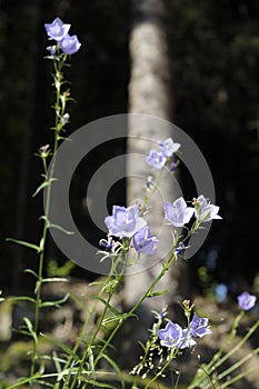 Peach-leaved bellflower Campanula persicifolia