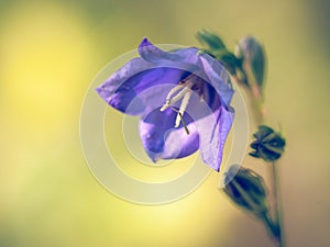 Peach-leaved Bellflower