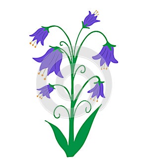 Peach leaved bellflower (Campanula persicifolia) isolated on white background