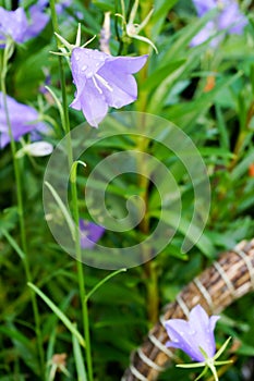 peach-leaved bellflower in garden