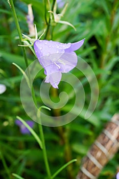 peach-leaved bellflower in garden