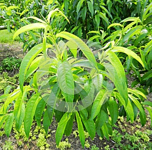 Peach leaves