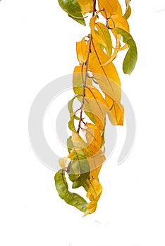 Peach leaves in autumn. Fruit tree branch on white background