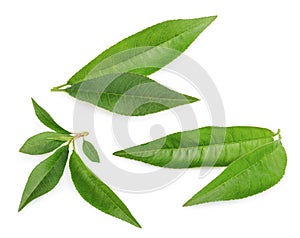 Peach leaves isolated on white background