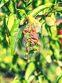 Peach leaves with leaf curl Taphrina deformans disease.