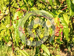 Peach leaves with leaf curl Taphrina deformans disease.