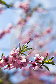 peach nectarine blossom on sky background