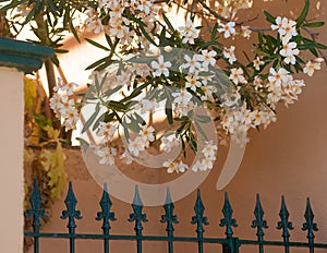 Peach oleander bloom, orange wall. House gate