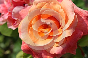 Peach Orange Garden Rose Flower