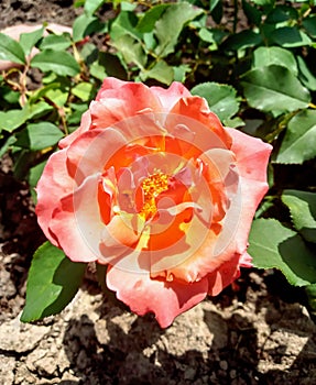 Peach and Orange Rose at Dow Gardens