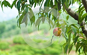 Peach Orchard 17