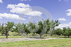 Peach orchard in AL in April