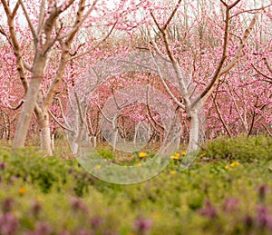 Peach Orchard in Bloom