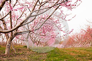 Peach Orchard in Bloom