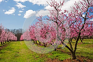 Peach Orchard in Bloom