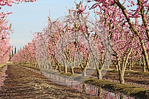 Peach orchard blooming