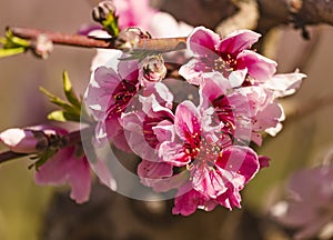 Peach orchard blossom closeup in spring. Blooming fruit peach trees in kibbutz in spring in Israel on the Golan Heights. Pink