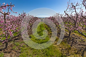 Peach orchard blossom in spring. Blooming fruit peach trees in kibbutz in spring in Israel on the Golan Heights. Pink flowers on