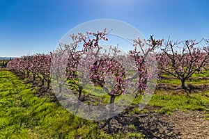 Peach orchard blossom in spring. Blooming fruit peach trees in kibbutz in spring in Israel on the Golan Heights. Pink flowers on