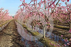 Peach orchard irrigation