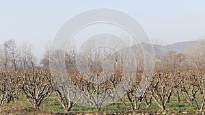 Peach orchard leafless trees in the winter