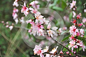 Peach petals transition from rose red to white pink