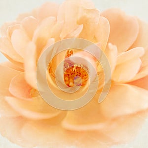 Peach pink rose flower on cream parchment