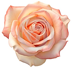 Peach pink rose flower head isolated on white background