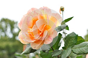 Peach pink rose