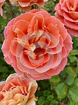 Peach pink roses in full bloom