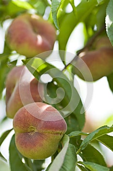 Peach in plantation