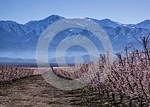 Peach planting photo