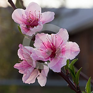 Peach Prunus Persica blooms at sunset