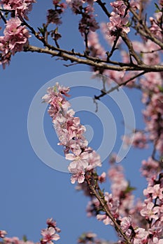 A peach, prunus Persica flowers.