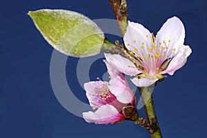 Peach Prunus persica flowers and a fruit bud