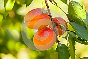 Peach (Prunus persica) photo