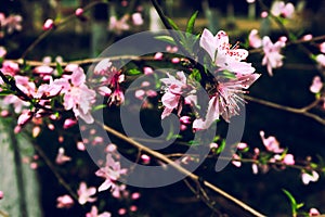 Peach blossom-Amygdalus persica L