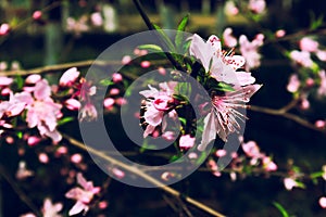 Peach blossom-Amygdalus persica L