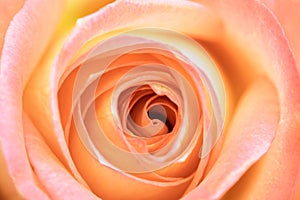 Peach Rose