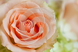 Peach rose