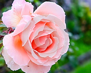 Peach rose