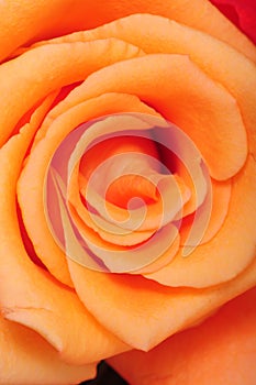 Peach Rose