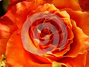 peach rose close up middle squished in spiral circular fashion