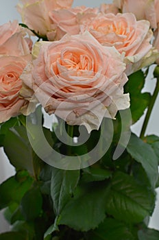 Peach rose flower on white background