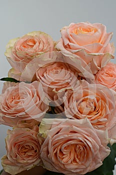 Peach rose flower on white background