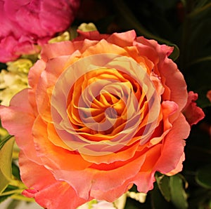 Peach rose fully bloomed and light glowing from underneath